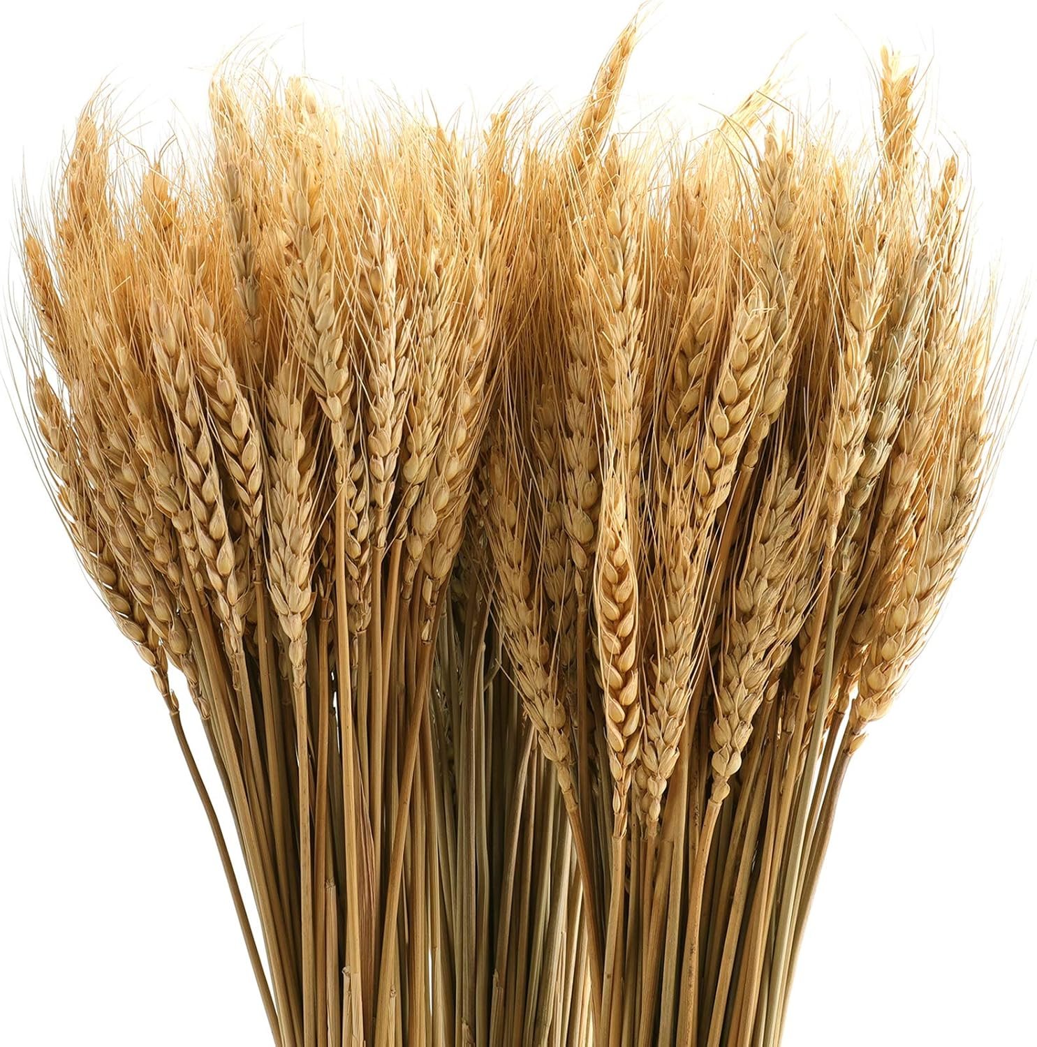 yarlung 300 Stems Dried Wheat Sheaves, Natural Wheat Stalks Bundle
